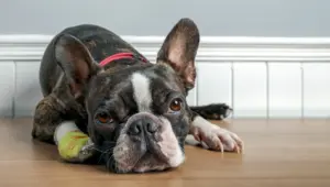 Dying Dog Signs E1752592528721