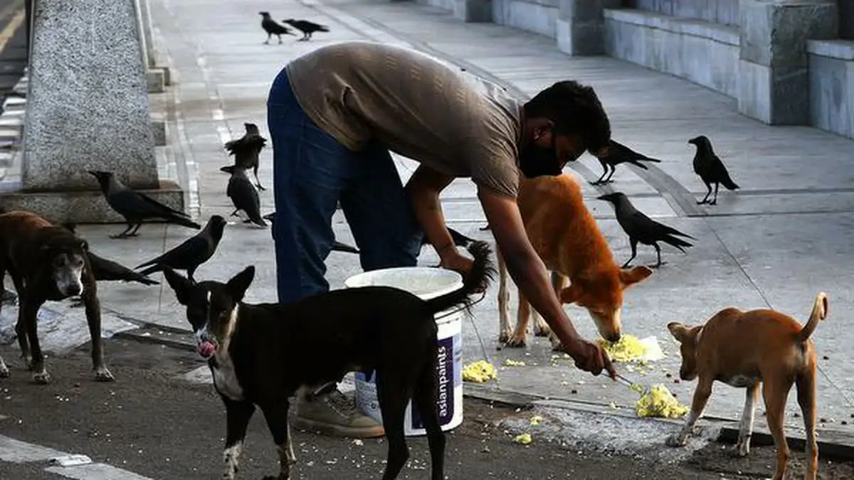 What To Do With A Stray Dog 1