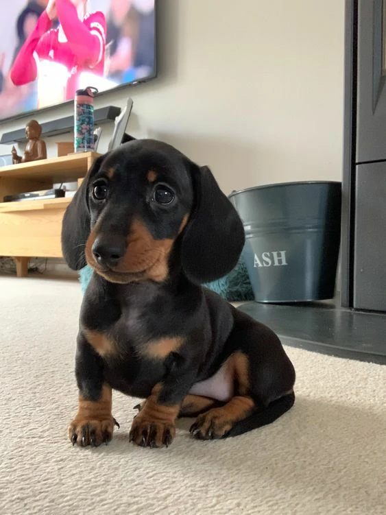 Dachshund1