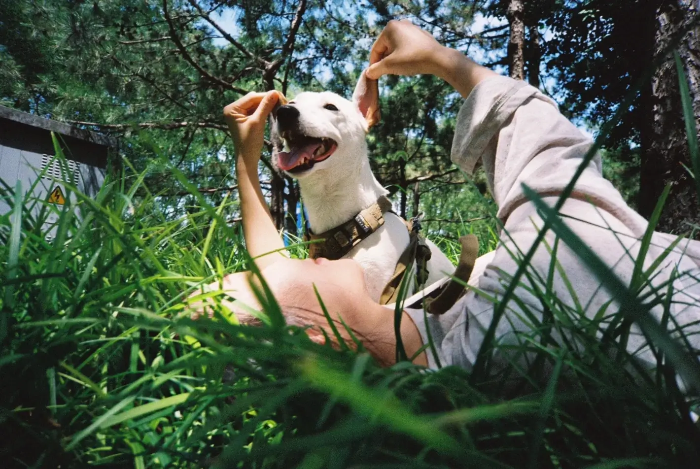 Dog Smile About Furrycozy