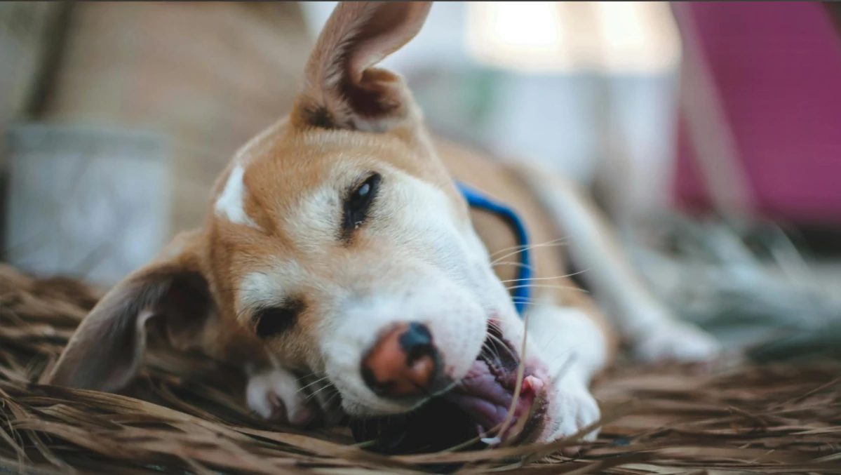 Why Does My Dog Keep Sneezing？