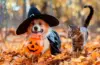 Halloween Costumes For Pets