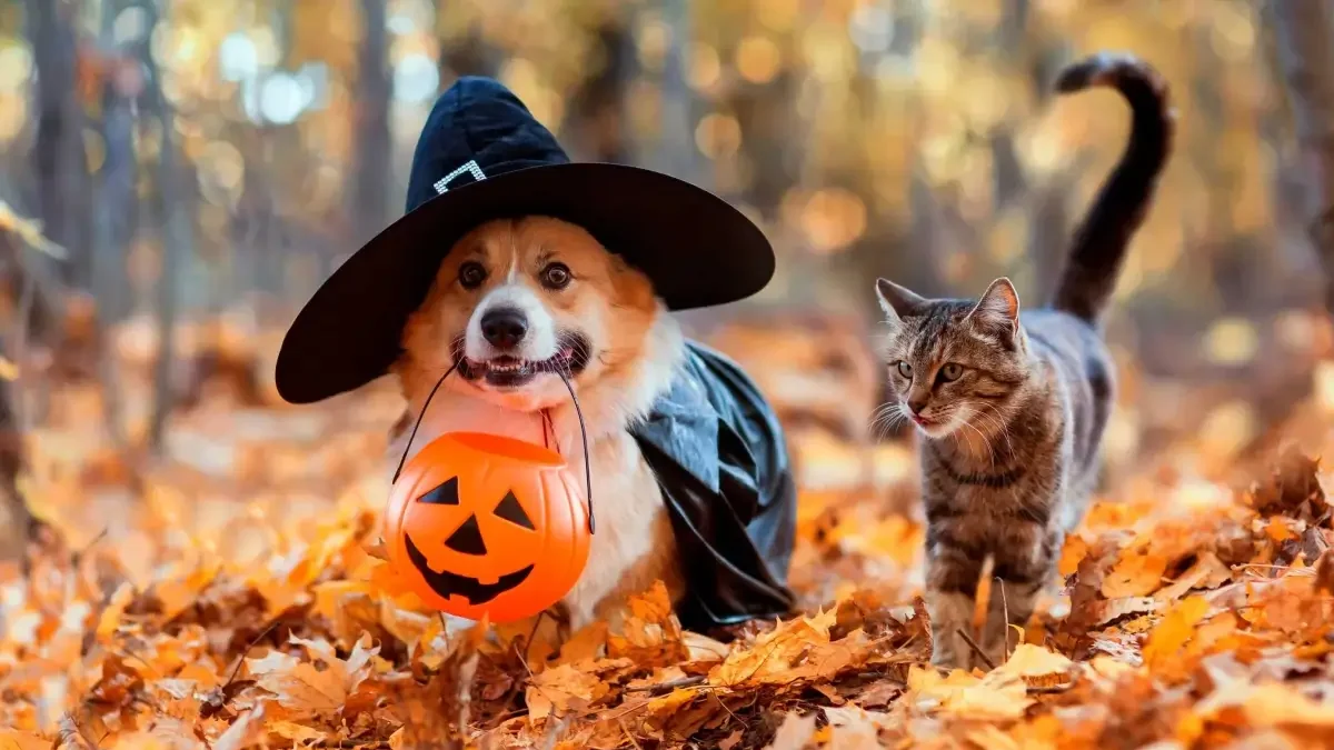 Halloween Costumes For Pets