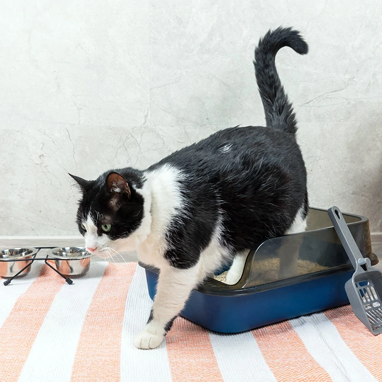 Old Cat Urine Odor Removalhomeremedy