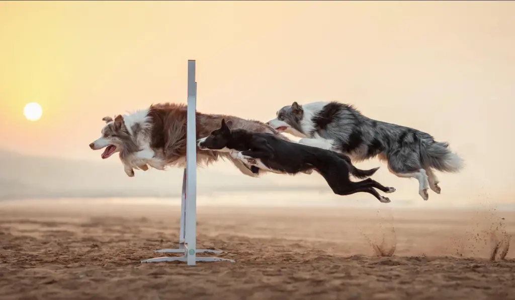 Reactive Dog Training