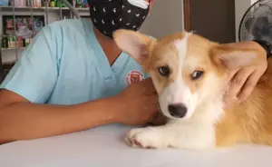 Dog Visiting The Vet-Why My Dog Has Diarrhea But is Acting Fine