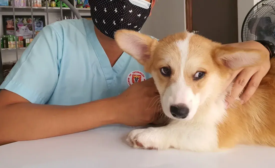 Dog Visiting The Vet-Why My Dog Has Diarrhea But is Acting Fine