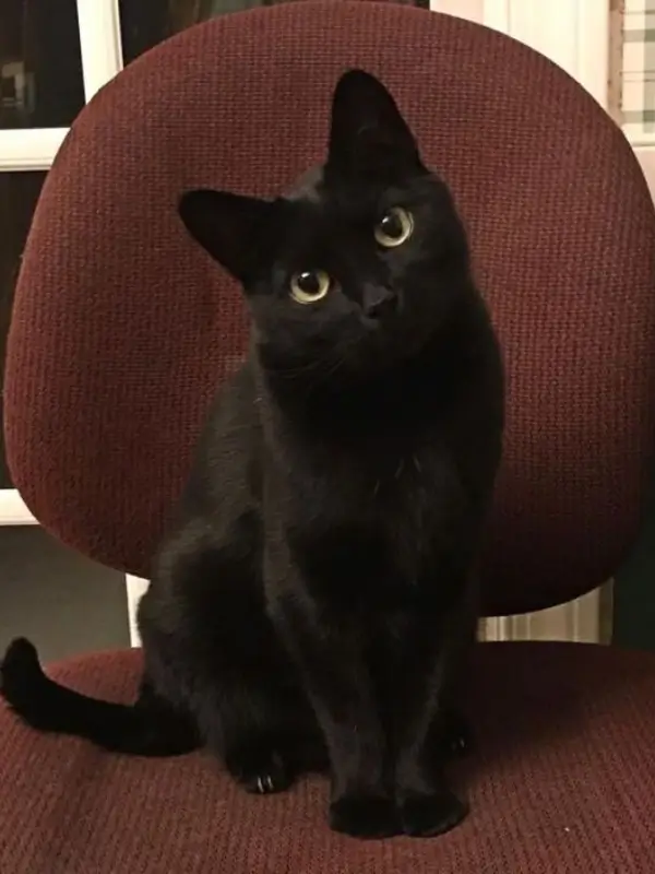 Most Popular Cat Breeds Bombay Cat 600x800 1