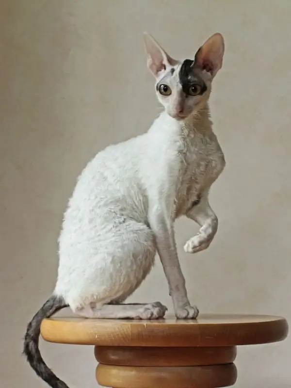 Most Popular Cat Breeds Cornish Rex 600x800 1