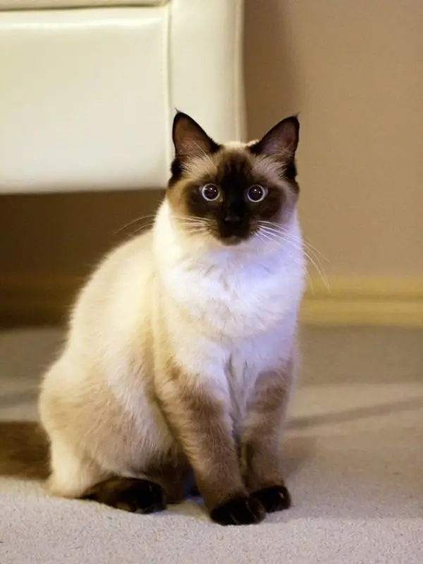 Most Popular Cat Breeds Himalayan 600x800 1