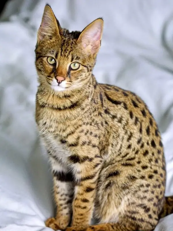 Most Popular Cat Breeds Ocicat 600x800 1