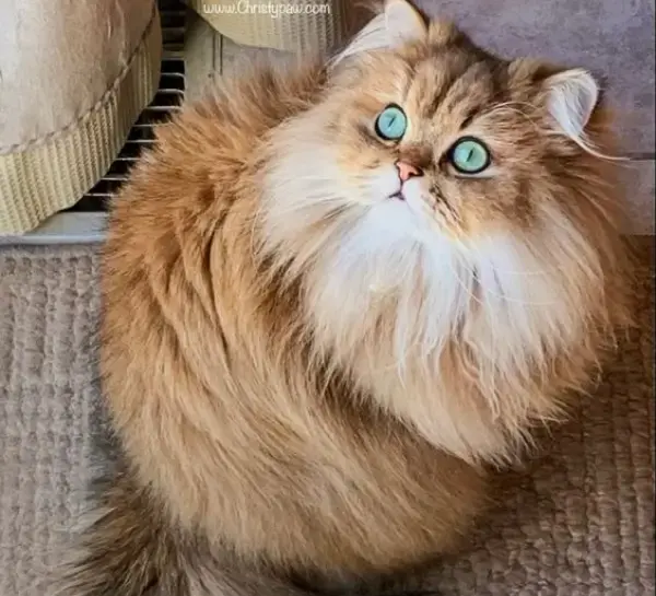 Most Popular Cat Breeds Persian 600x800 1