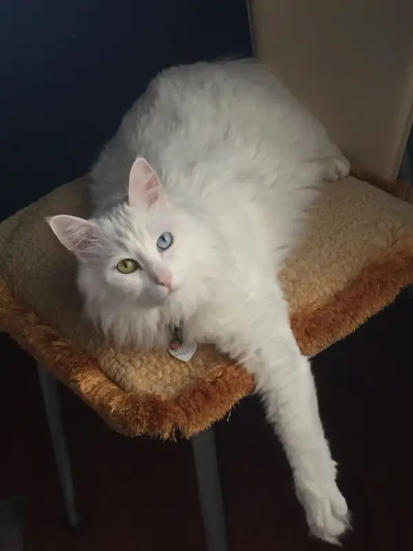 Most Popular Cat Breeds Turkish Van 600x800 1