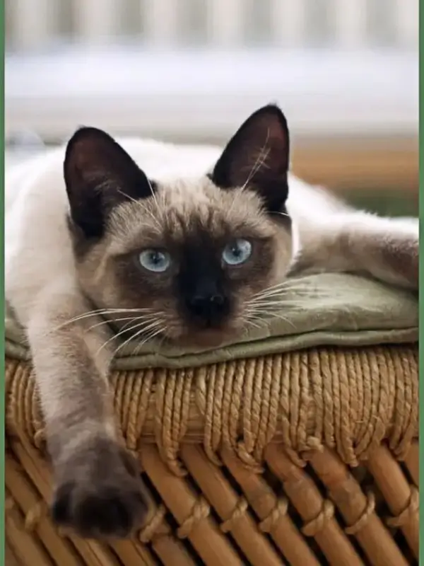 Most Popular Cat Breeds Balinese Cat 600x800 1
