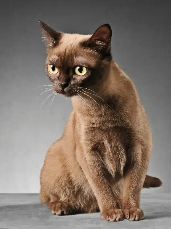 Most Popular Cat Breeds Burmese Cat6x 600x800 1