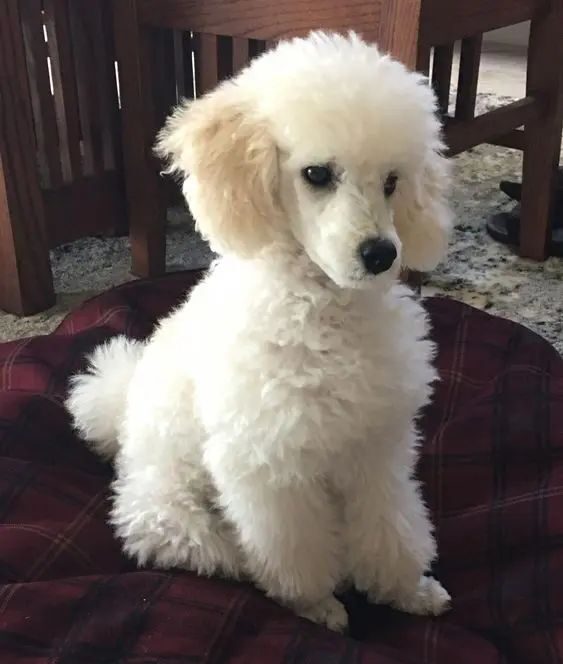 Poodle