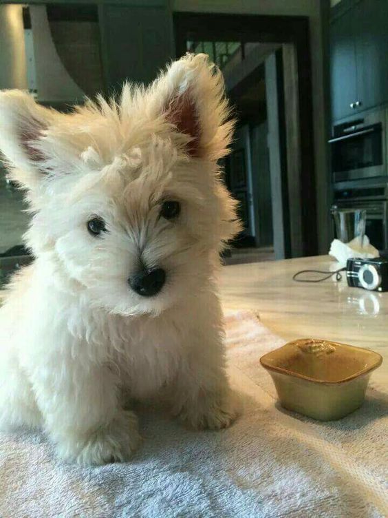 West Highland White Terrier
