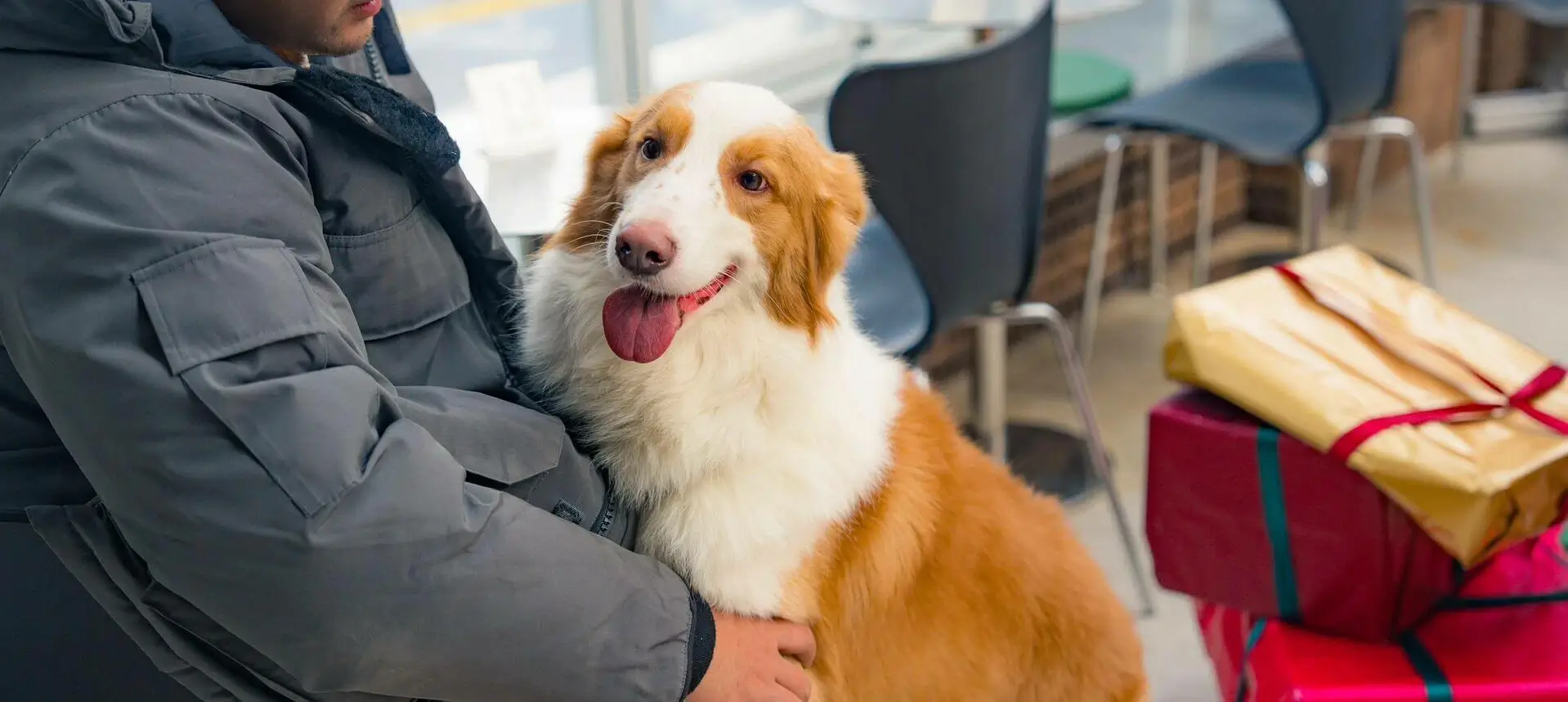 Pet Daily Care Wellness