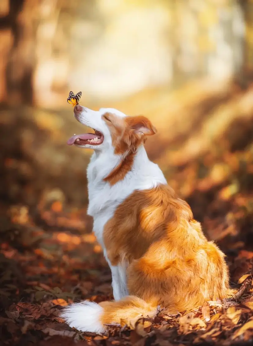 pet behavior training